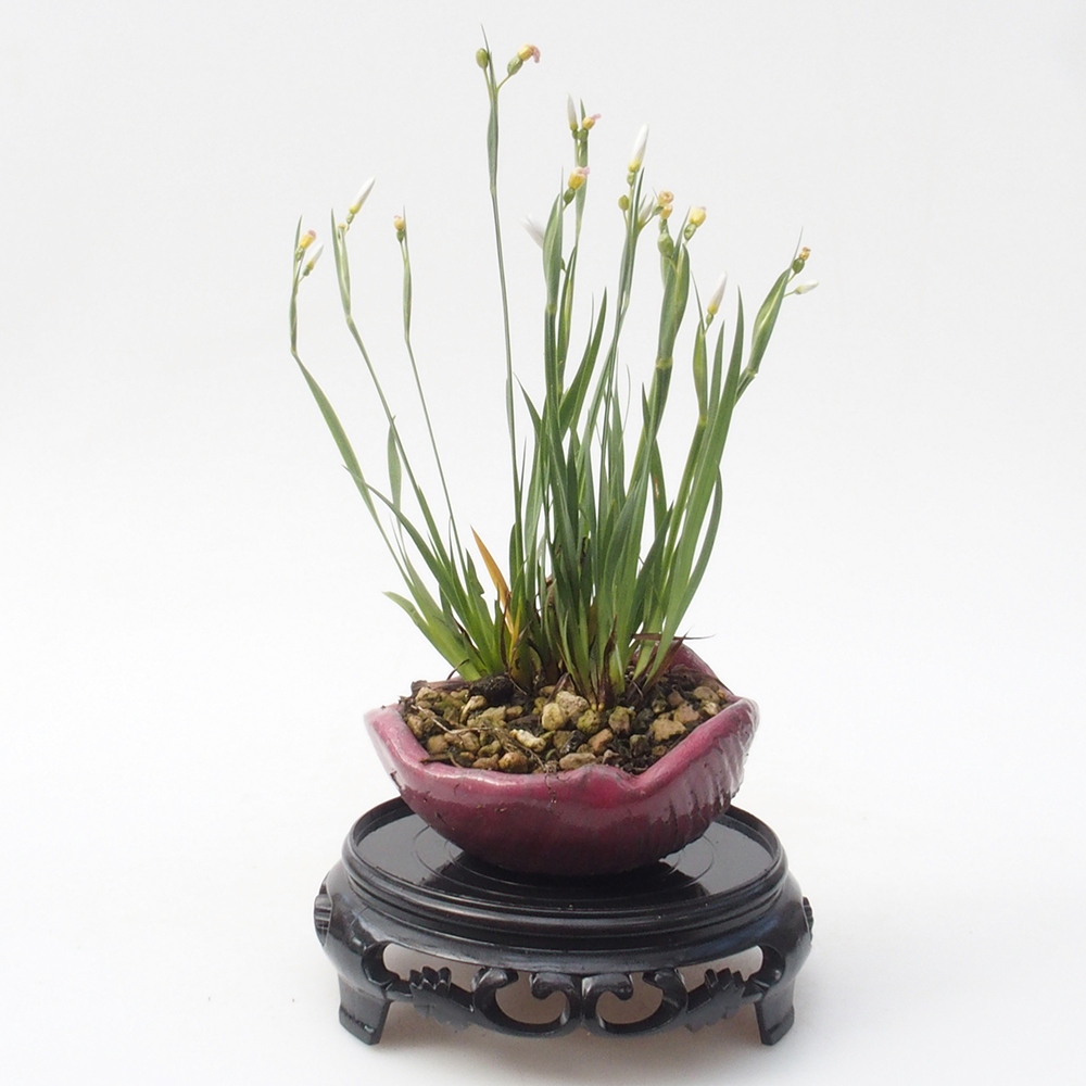 Tavolo bonsai rotondo in plastica 11 x 11 x 3,5 cm, colore nero