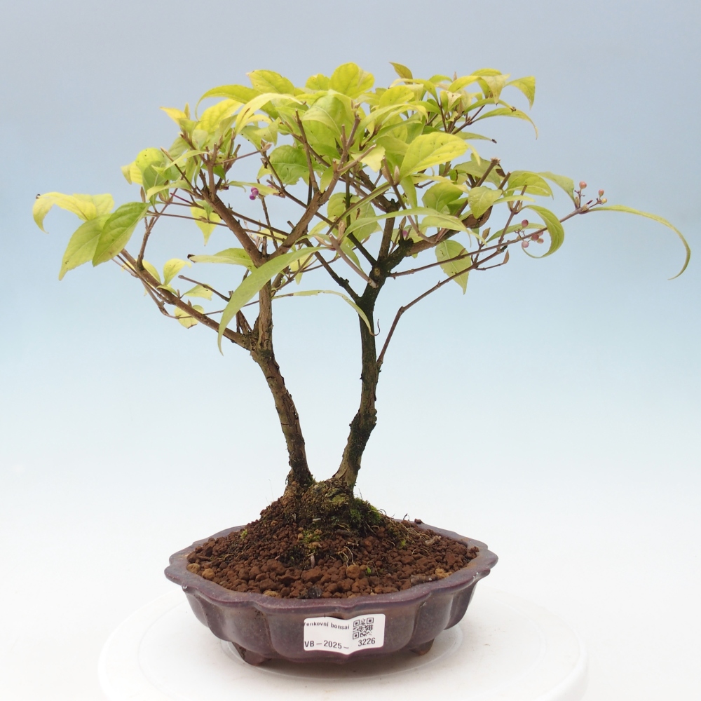 Bonsai da esterno - Callicarpa japonica