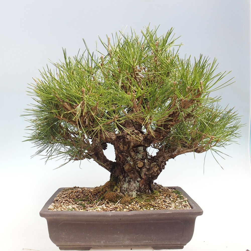 Bonsai da esterno - Pinus thunbergii - Pino di Thunberg