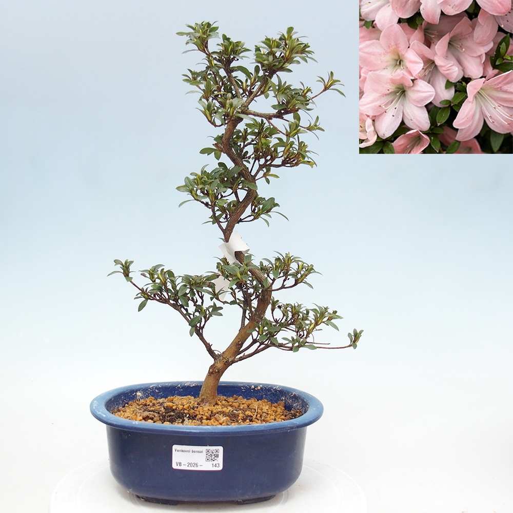 Bonsai da esterno - Azalea giapponese - Azalea Jukokan