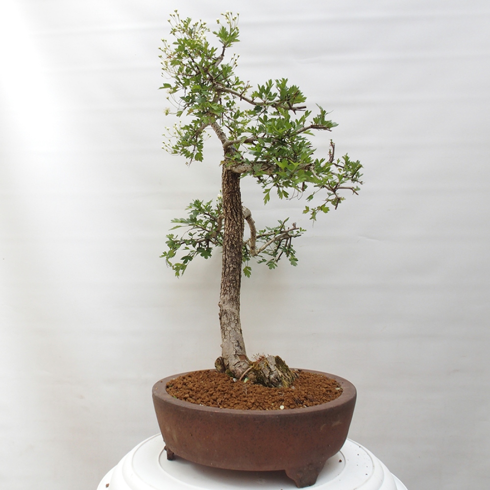 Bonsai da esterno - Biancospino - Crataegus monogyna
