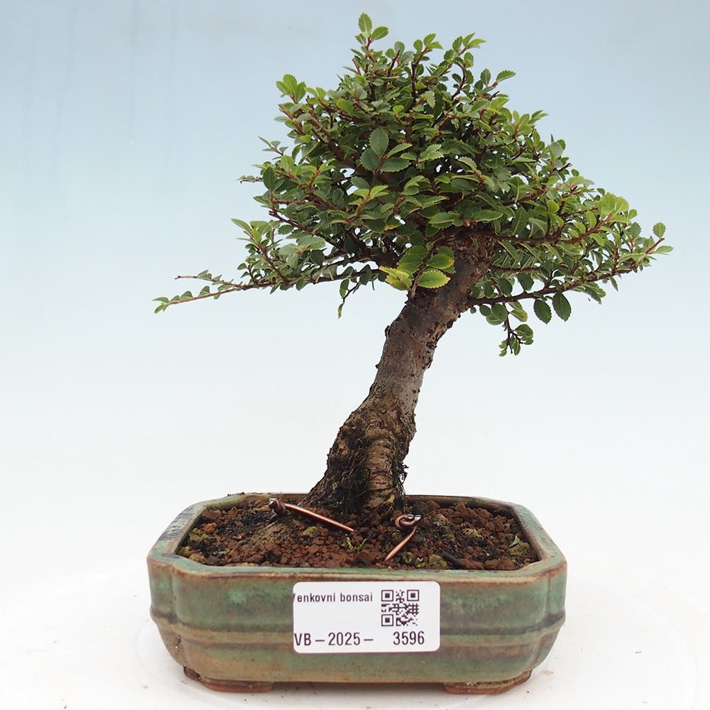 Bonsai da esterno - Ulmus parvifolia Hokkaido - Olmo cinese