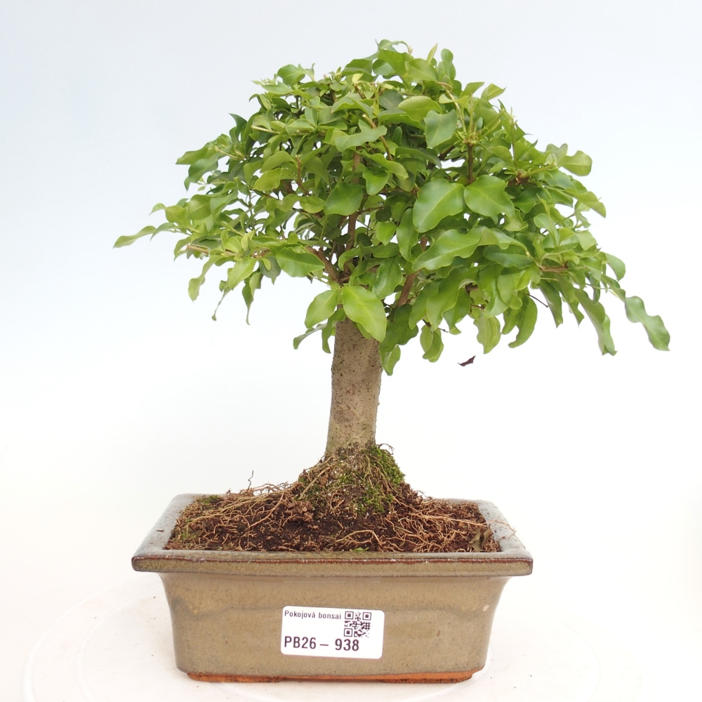 Camera bonsai -Ligustrum chinensis - Becco d'uccello