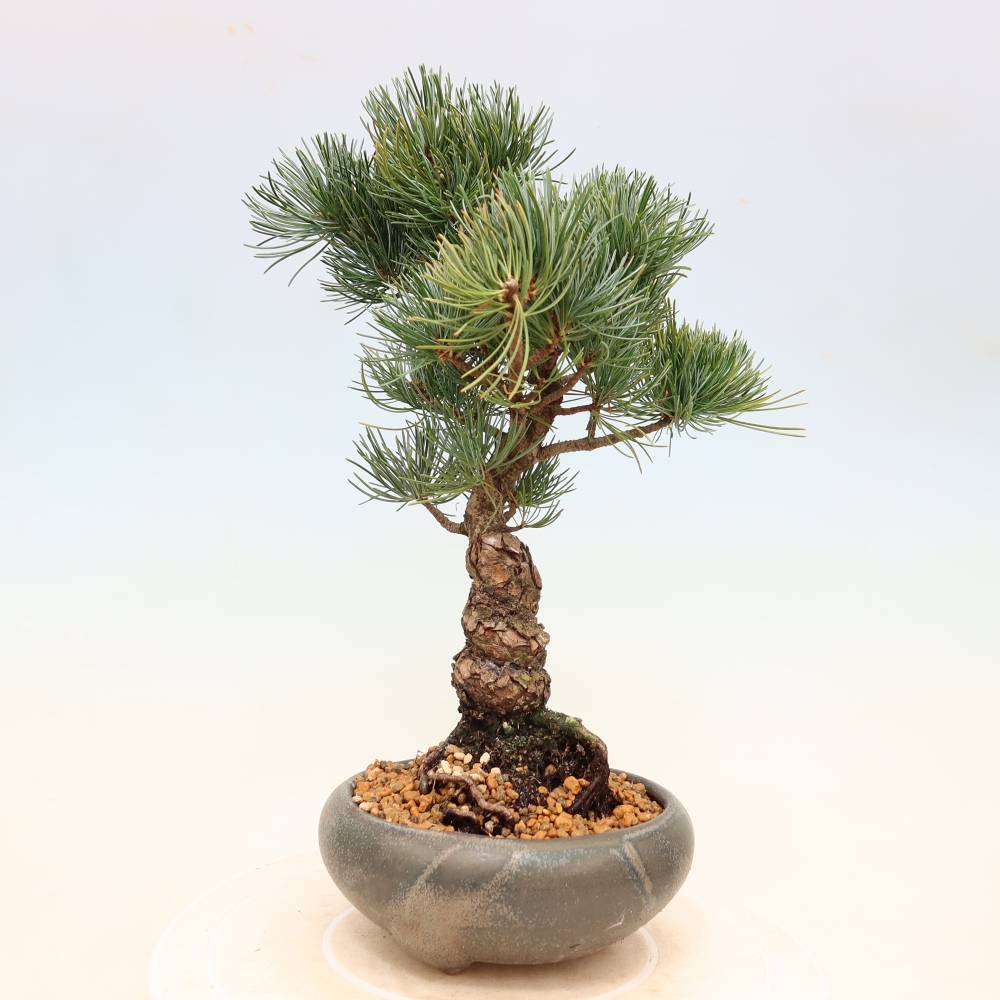 Bonsai da esterno - Pinus parviflora - Pinus parviflora