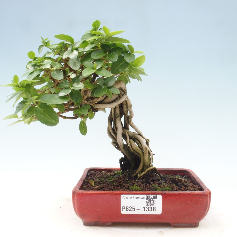 Bonsai da interno - Premna serratifolia - Kozlovna malolista