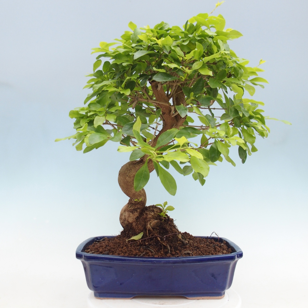 Camera bonsai - Duranta erecta Aurea