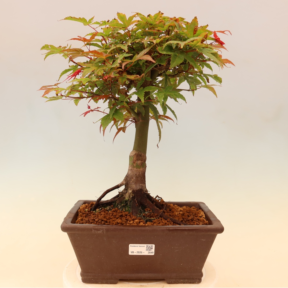 Acero norvegese - Acer palmatum Beni Tsukasa