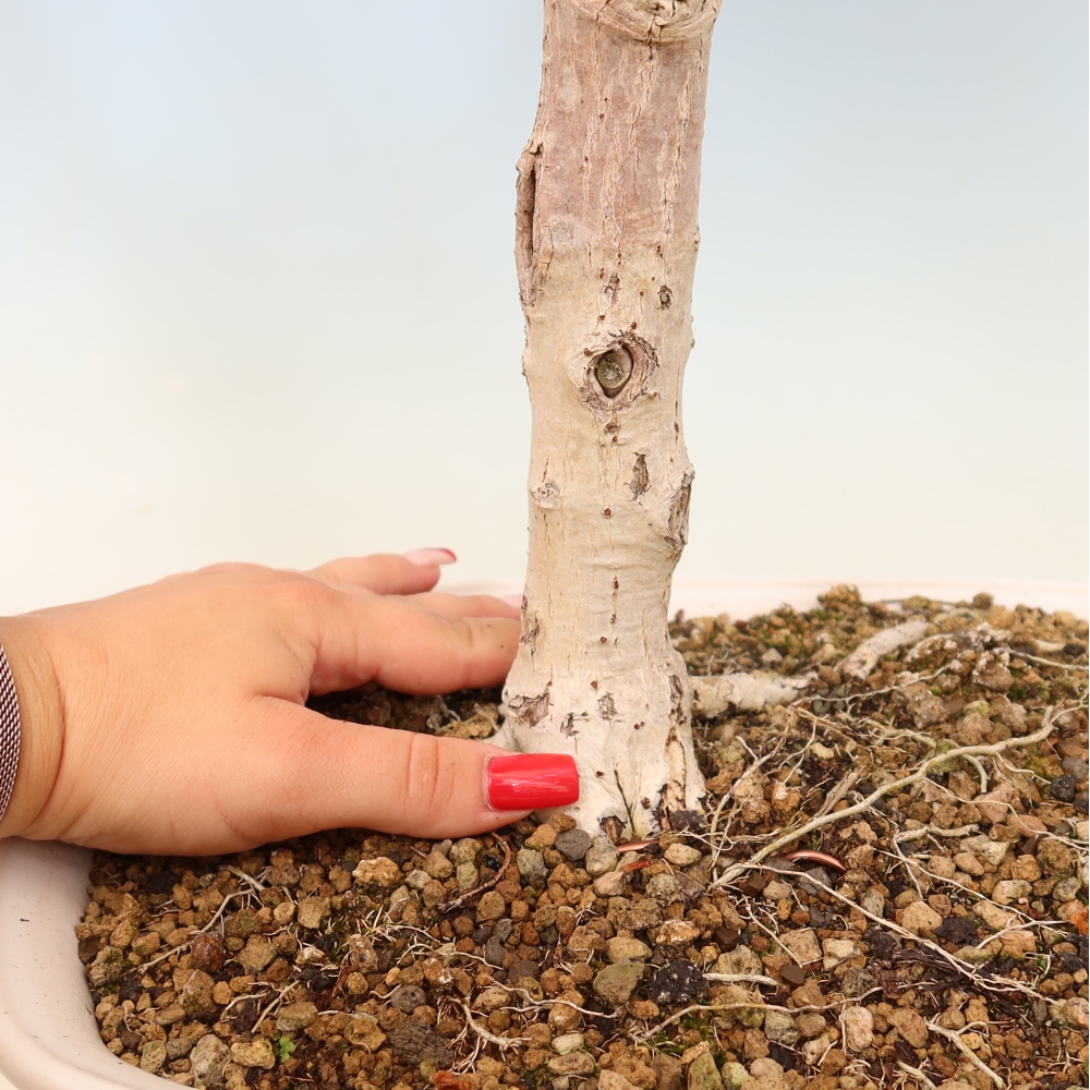 Bonsai da interno - Hibiscus tiliaceus - Ibisco marino