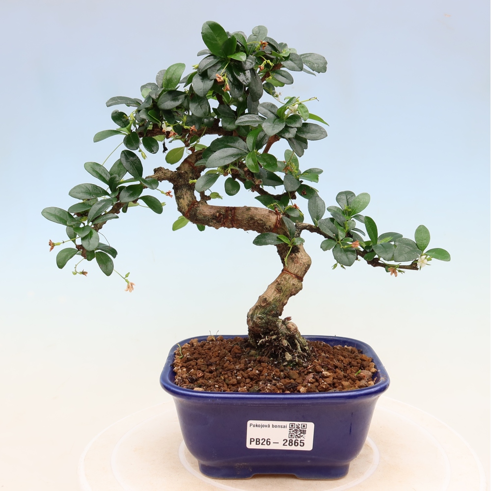 Camera bonsai - Carmona macrophylla - Tea fuki