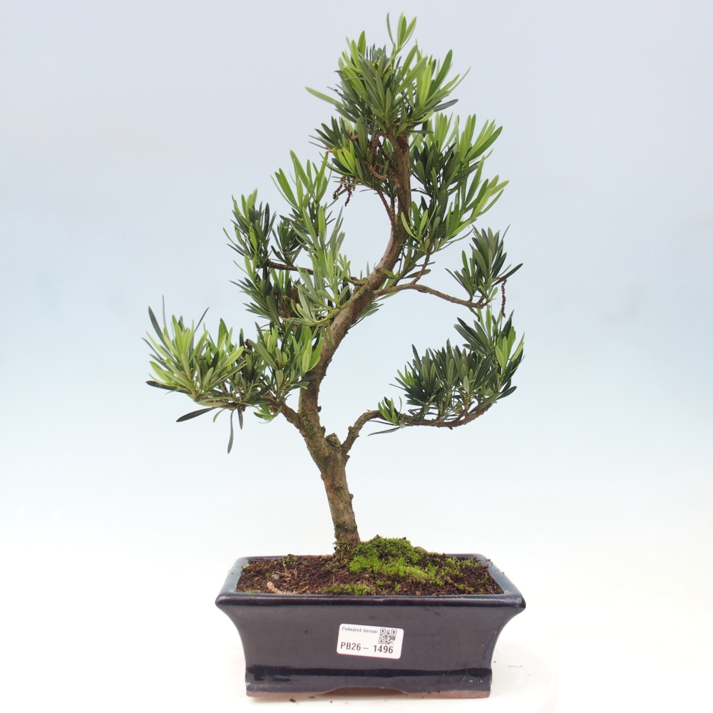 Camera bonsai - Podocarpus - Tasso delle pietre
