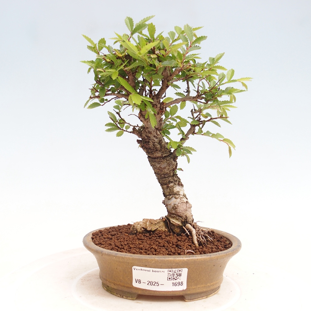 Bonsai da esterno - Zelkova - Zelkova NIRE