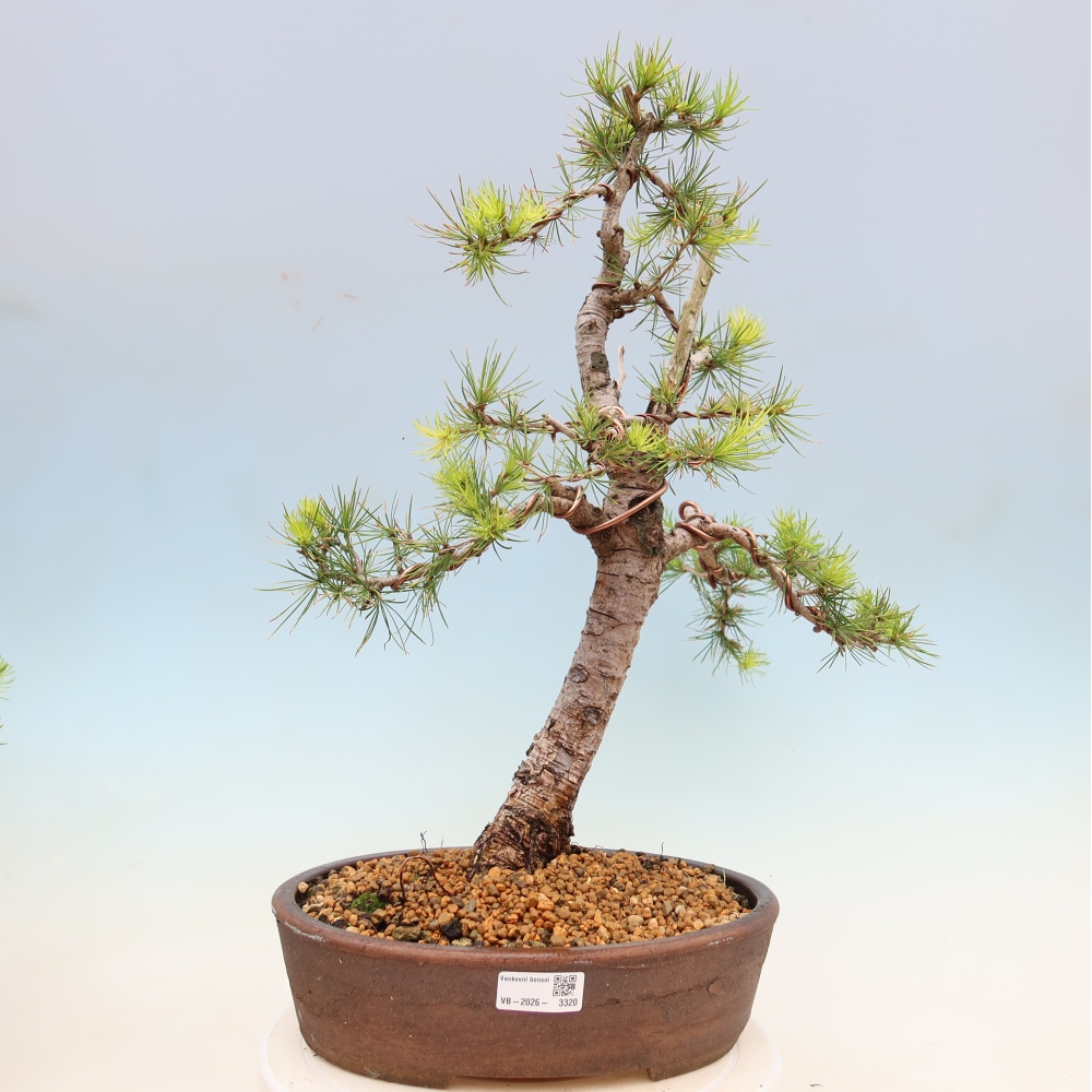 Bonsai da esterno -Larix decidua - Larice