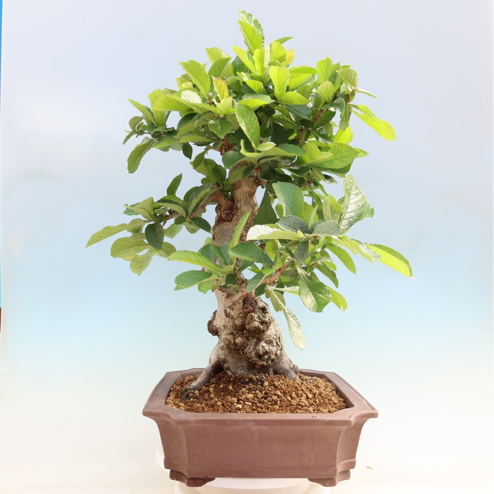 Bonsai da esterno - Photinia villosa