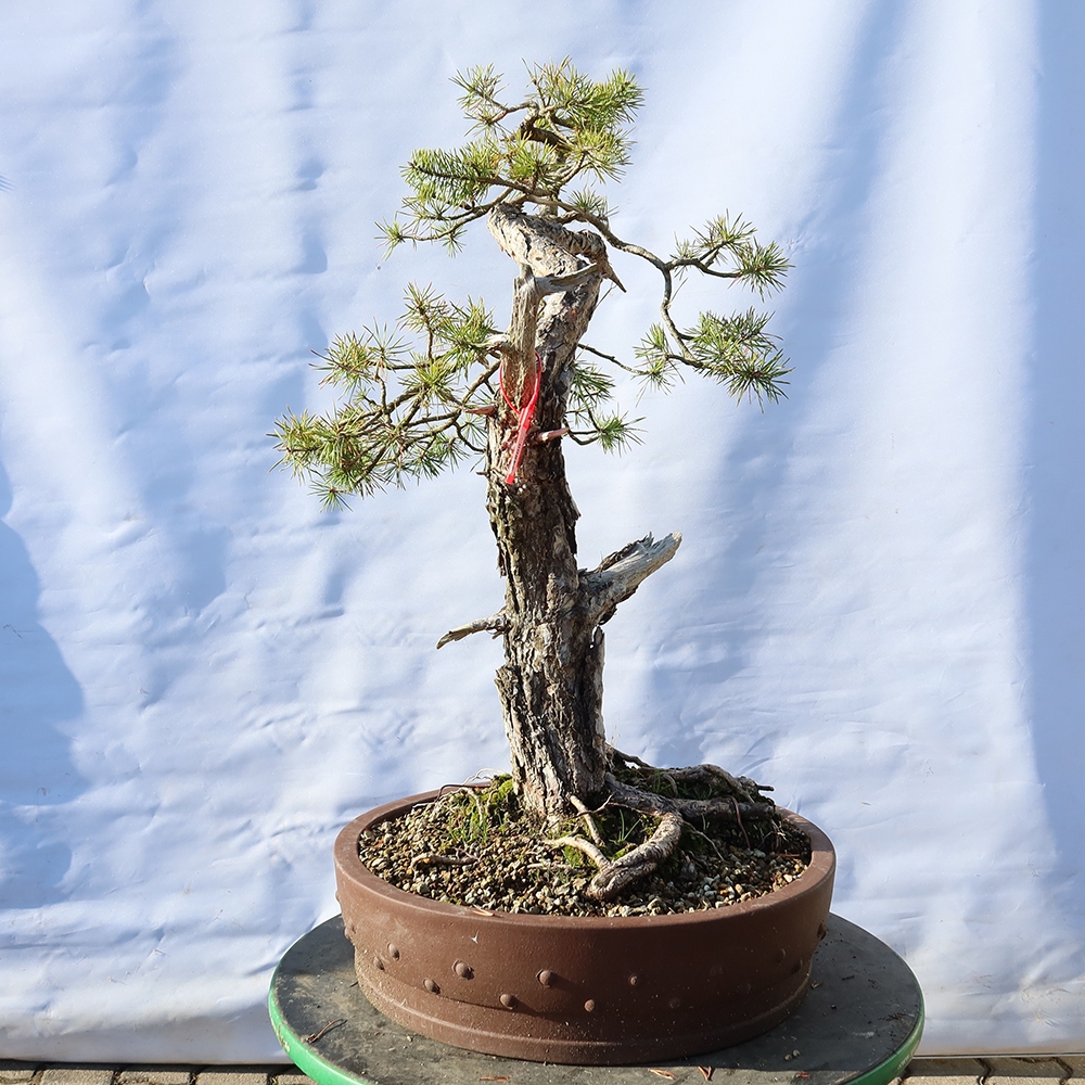 Pinus sylvestris Spagna - pino silvestre