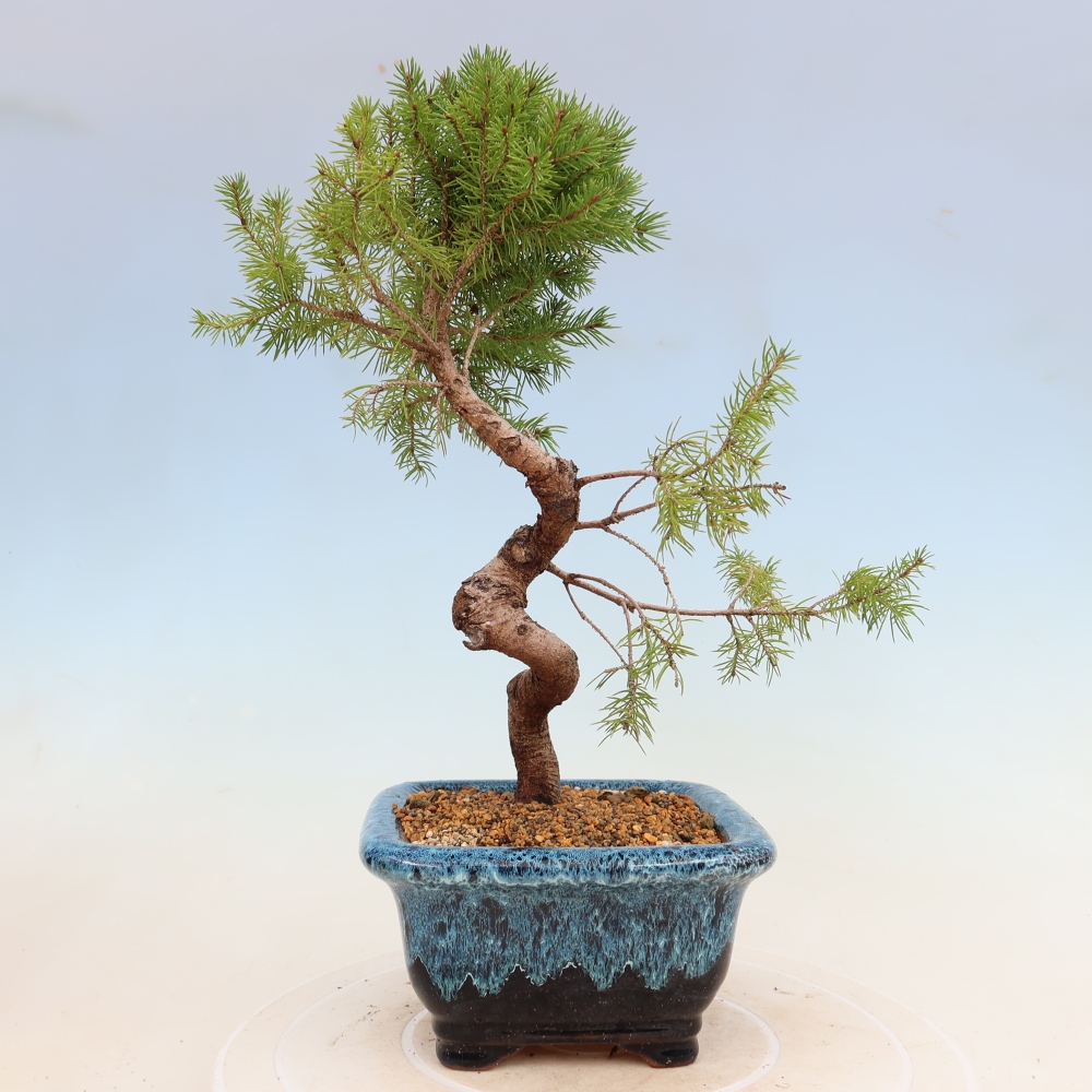 Bonsai da esterno - Abete rosso - Picea glauca globo