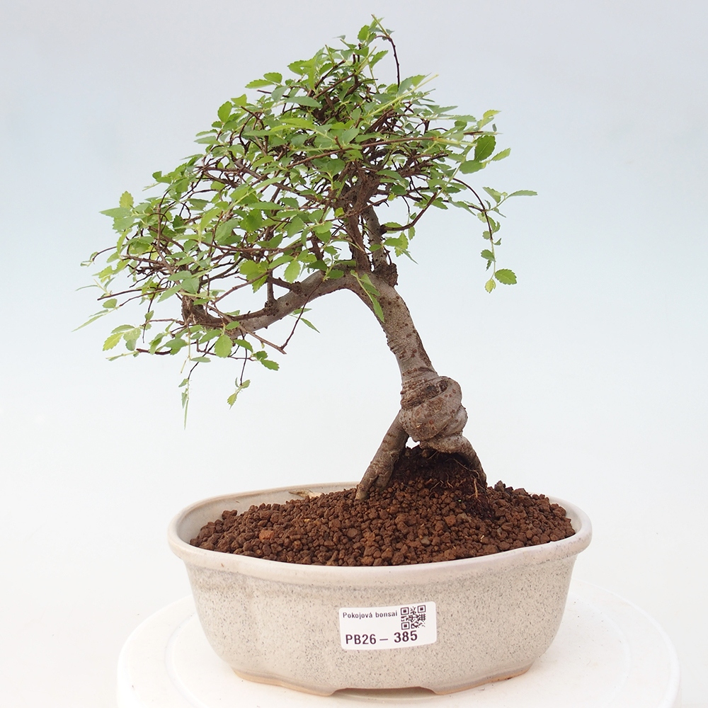 Camera bonsai - Ulmus parvifolia - Olmo a foglie piccole