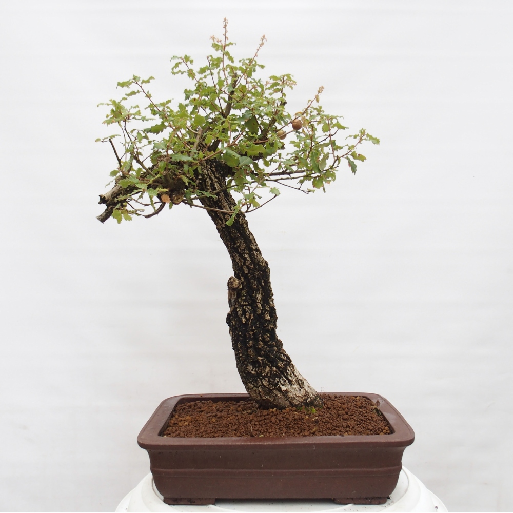 Yamadori - Quercus Ilex - Agrifoglio di quercia