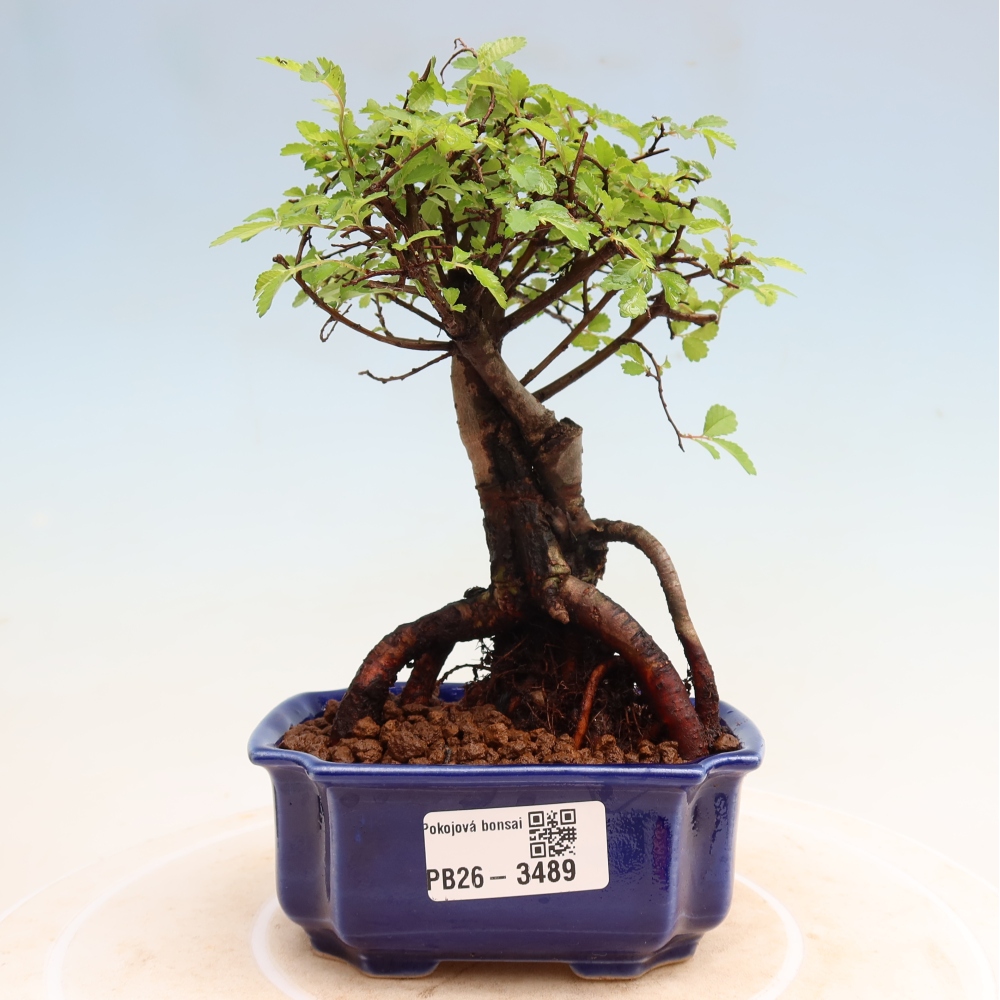 Camera bonsai - Ulmus parvifolia - Olmo a foglie piccole