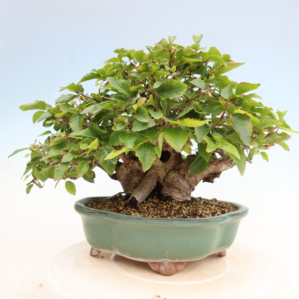Bonsai da esterno -Carpinus Coreana - Carpino coreano