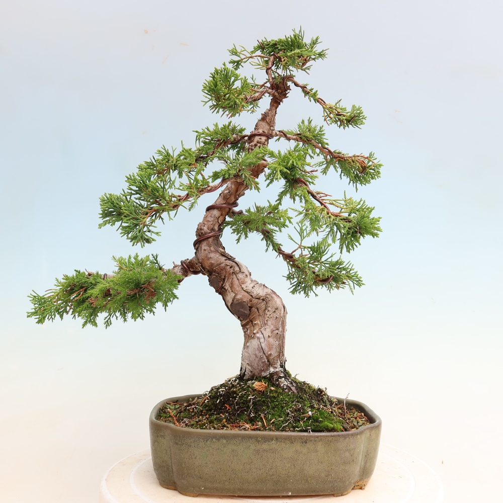Bonsai da esterno - Juniperus chinensis Itoigawa-Juniperus chinensis