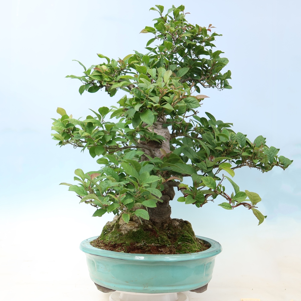 Bonsai da esterno - Ilex serrata - agrifoglio seghettato