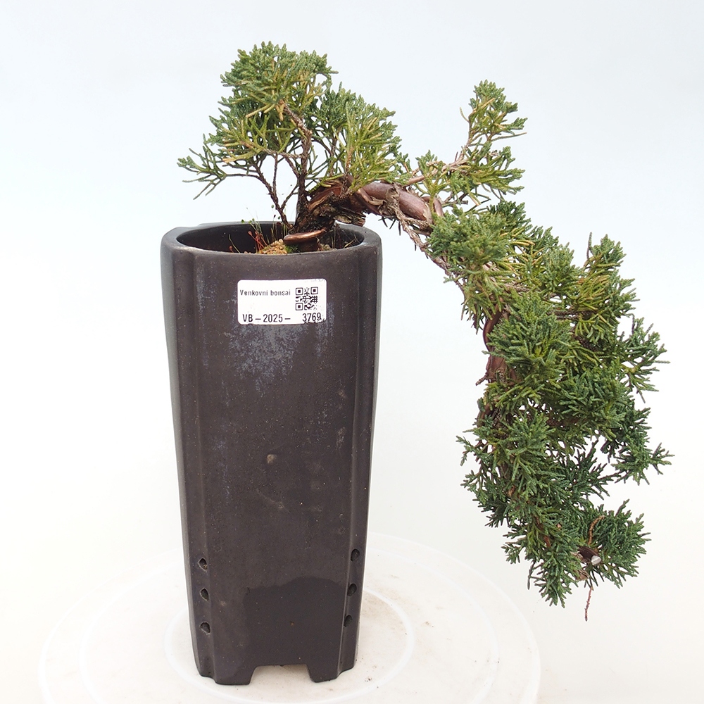 Bonsai da esterno - Juniperus chinensis Kishu