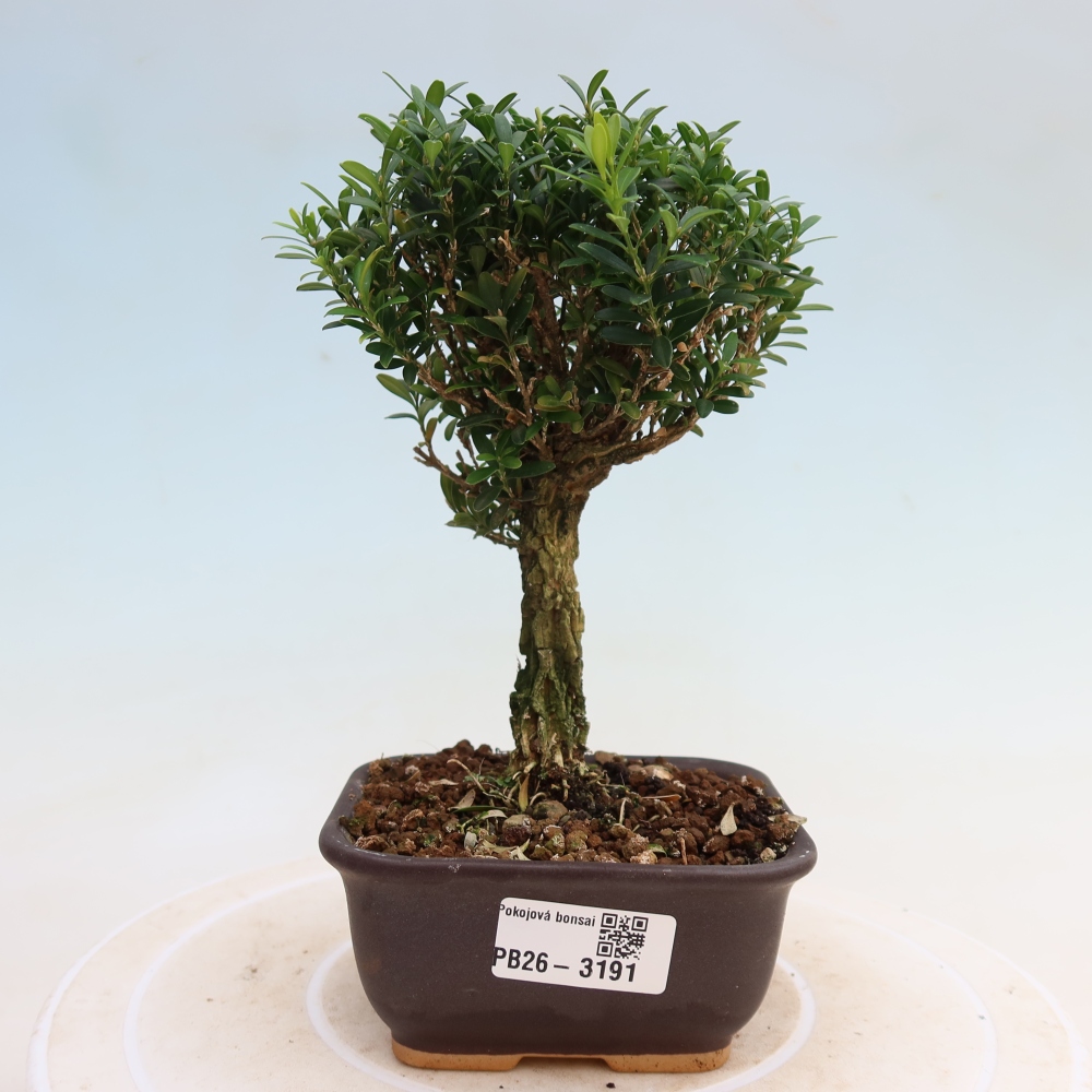 Camera bonsai - Buxus harlandii - buxus da sughero