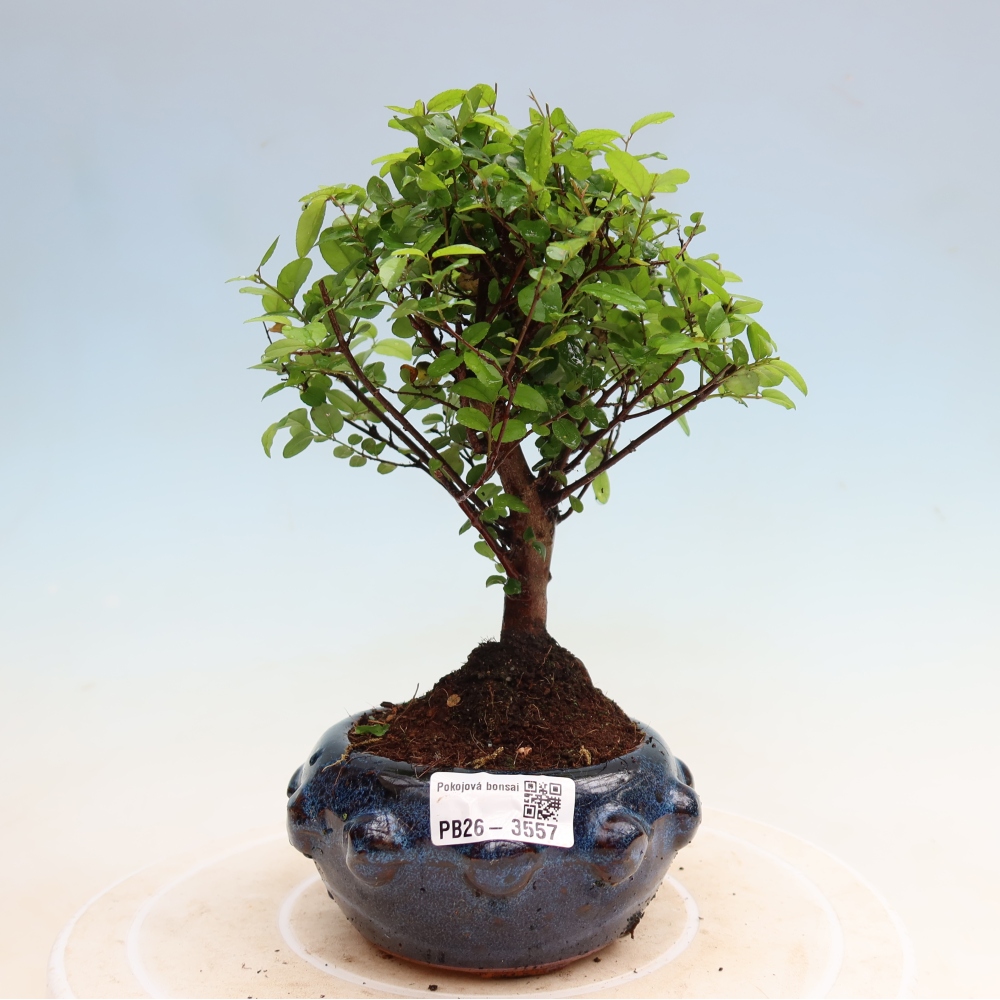 Camera bonsai - Sageretia thea - Sageretia thea