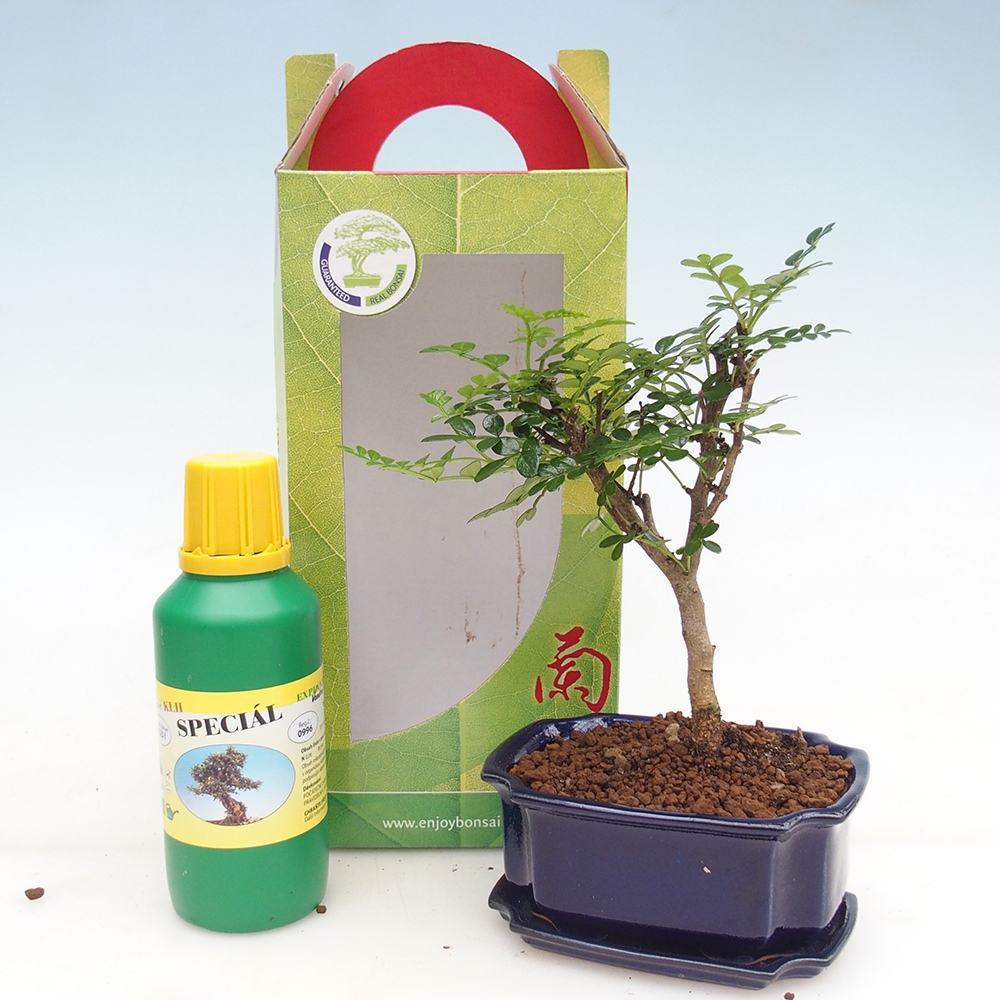 Bonsai da camera in confezione regalo Zantoxylum piperitum - Albero del pepe