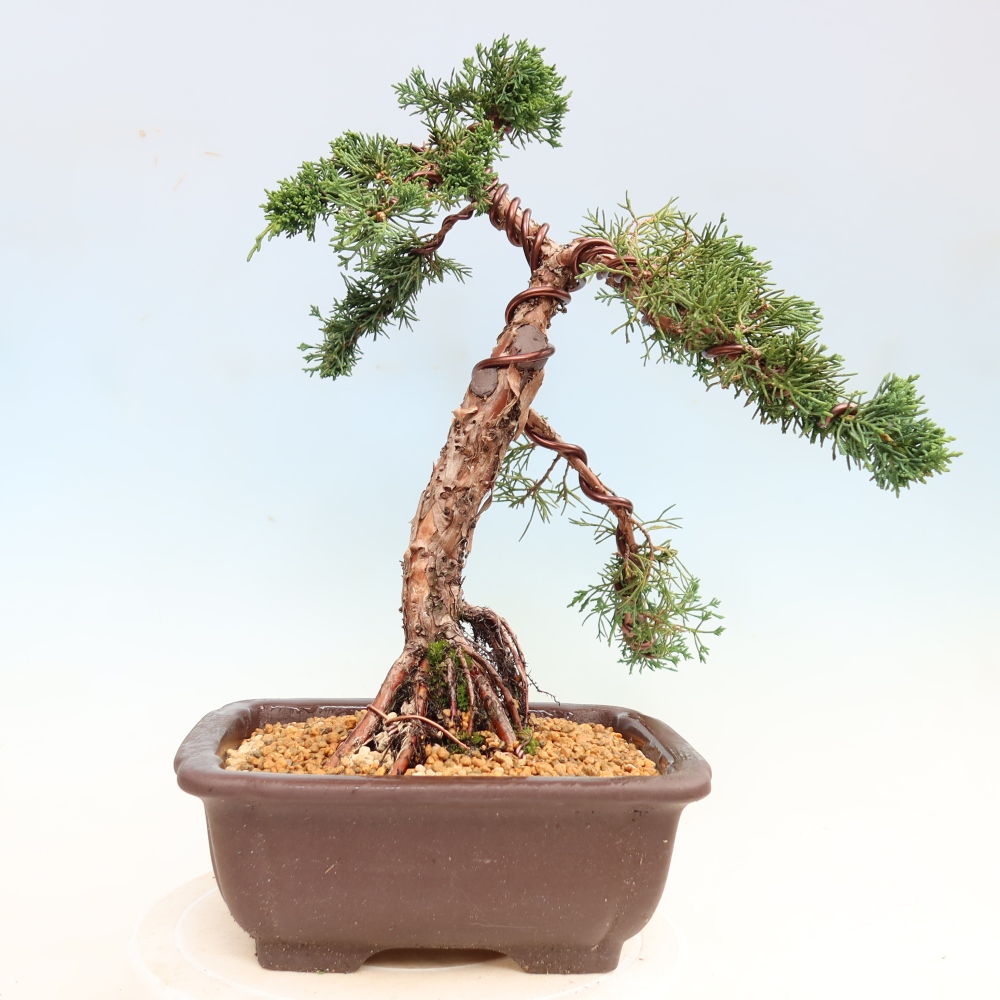 Bonsai da esterno - Juniperus chinensis Kishu