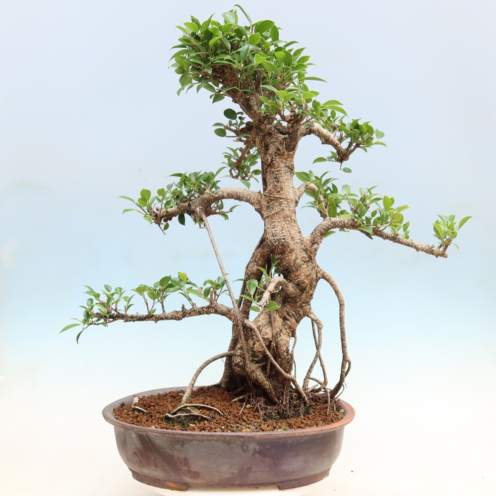 Camera bonsai - Ficus kimmen - ficus a foglie piccole