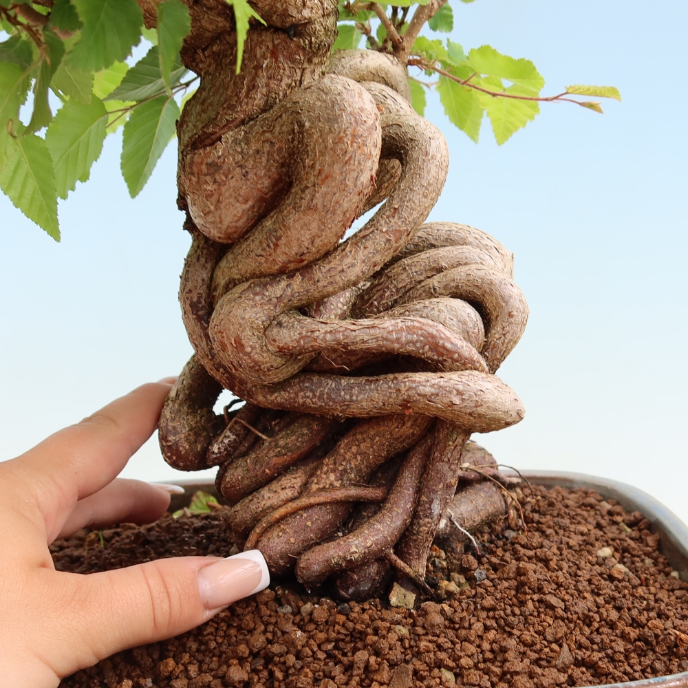 Bonsai da esterno -Carpinus Coreana - Carpino coreano
