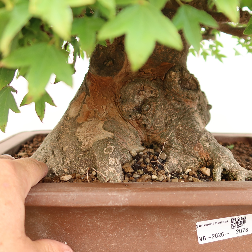 Bonsai da esterno - Acero Burger - Acer Burgerianum