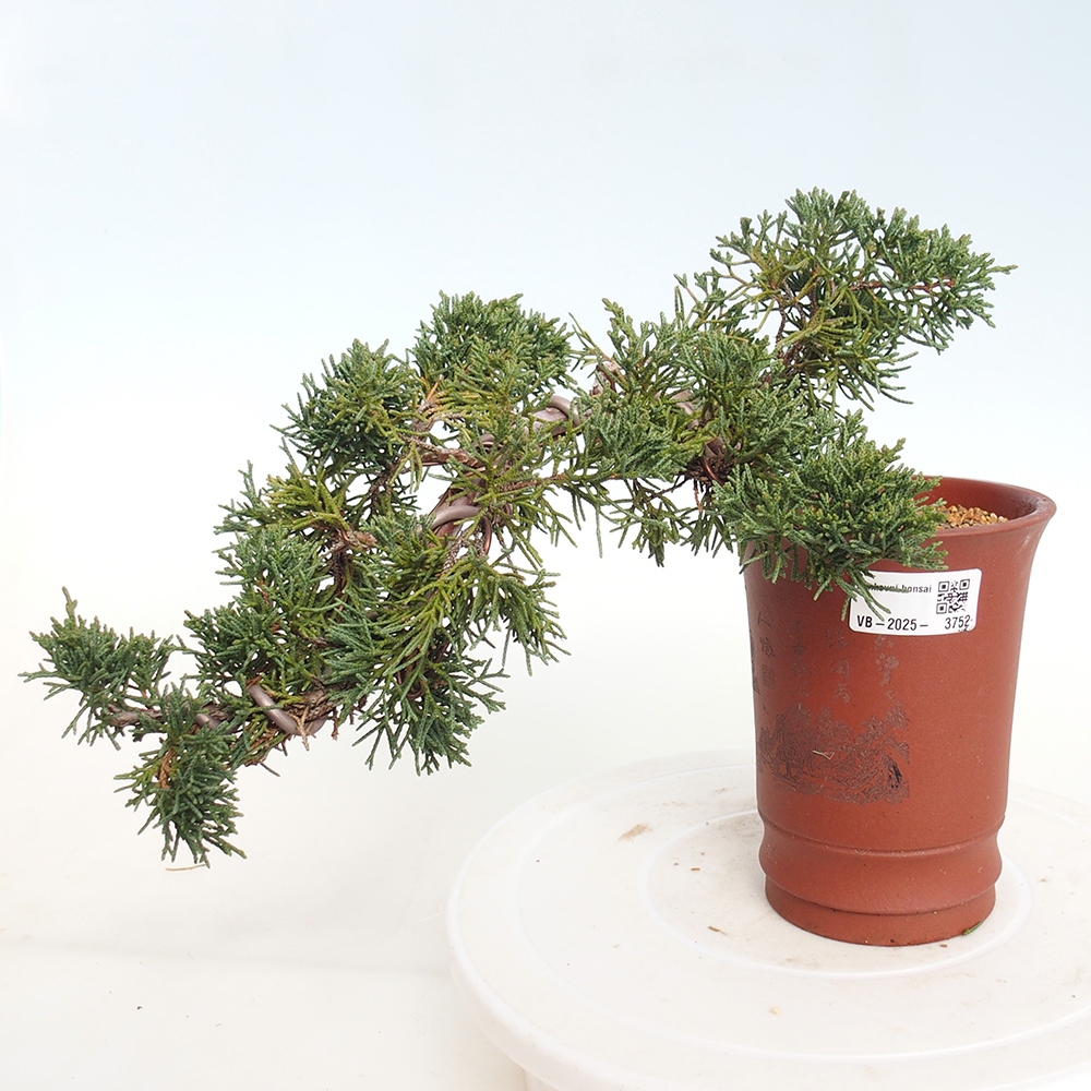 Bonsai da esterno - Juniperus chinensis Kishu