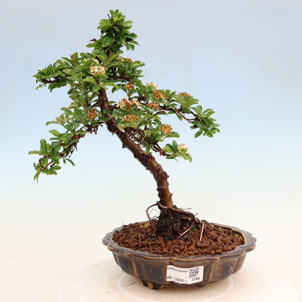 Bonsai da esterno - Pyracantha teton - Pyracantha scarlatta