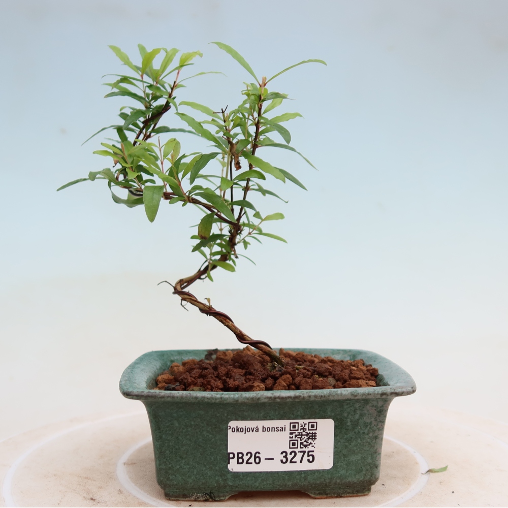 Camera bonsai-PUNICA granatum nana-Mela granata