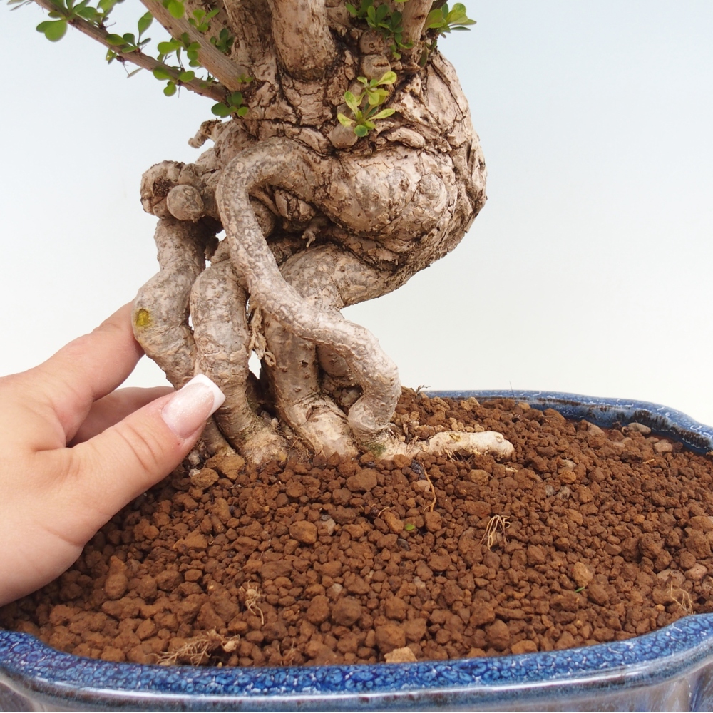 Bonsai da esterno - Berberis coreana