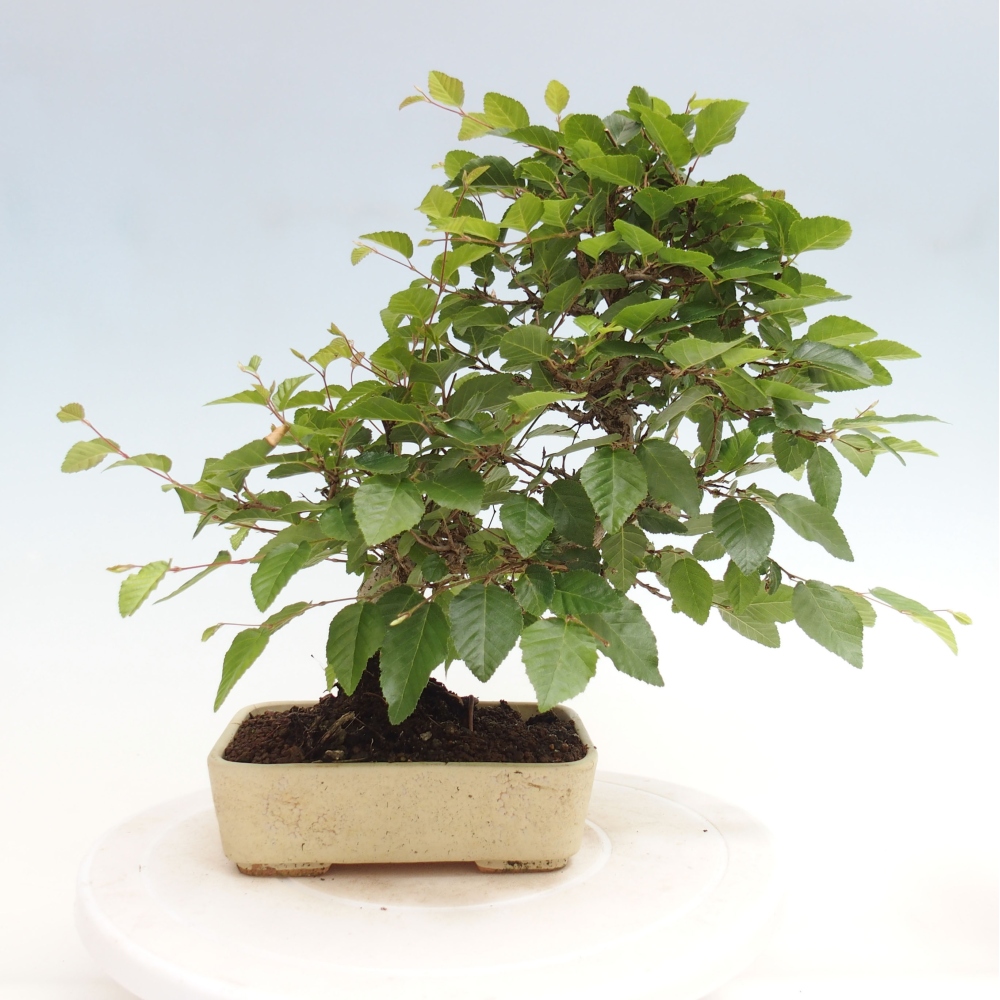 Bonsai da esterno -Carpinus CARPINOIDES - Carpino coreano