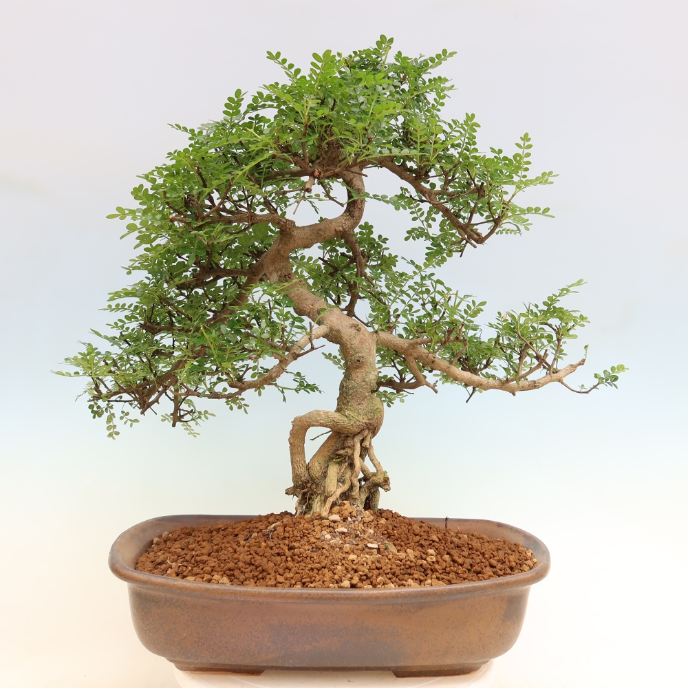 Camera bonsai - Zantoxylum piperitum - albero del pepe