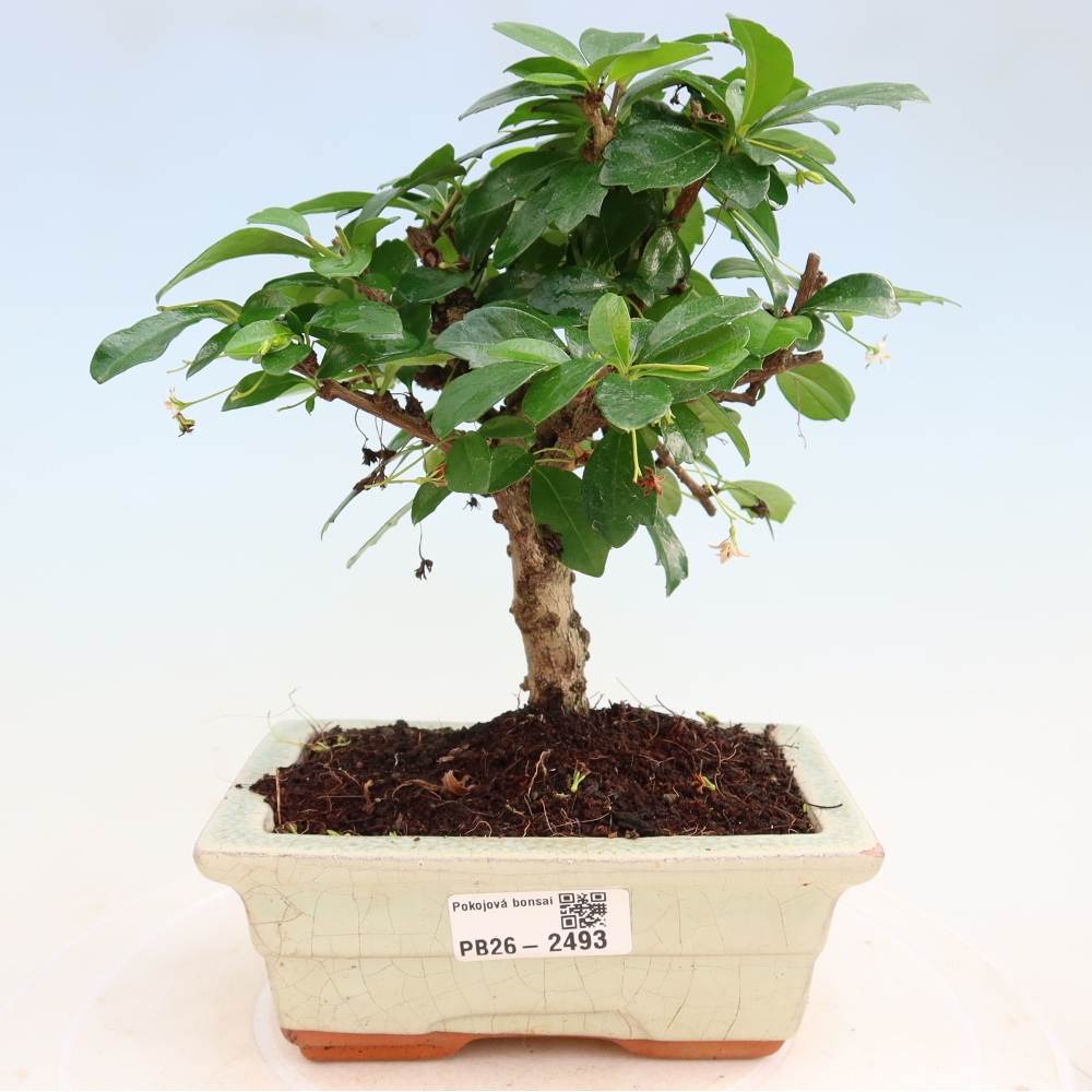 Camera bonsai - Carmona macrophylla - Tea fuki
