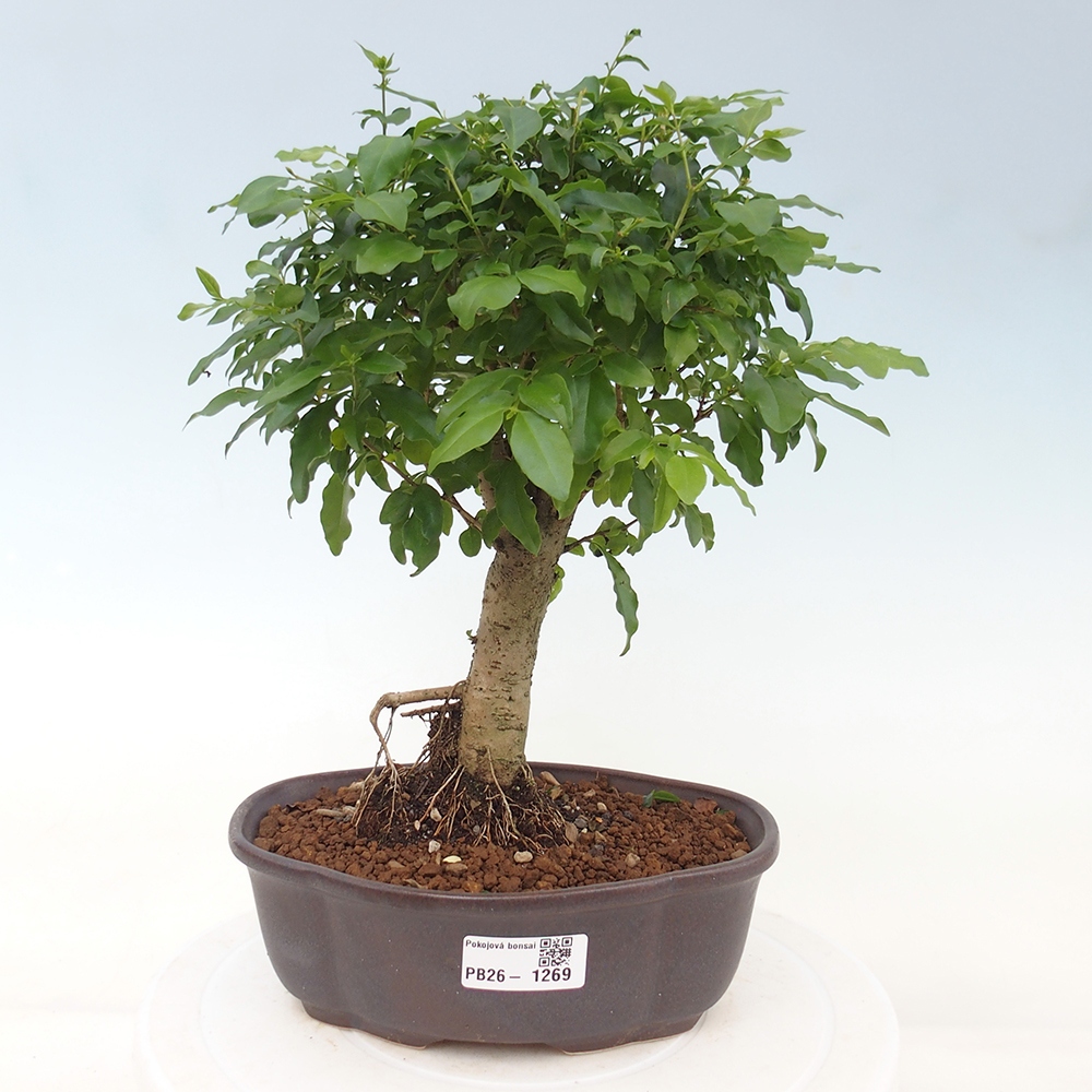Camera bonsai -Ligustrum chinensis - Becco d'uccello