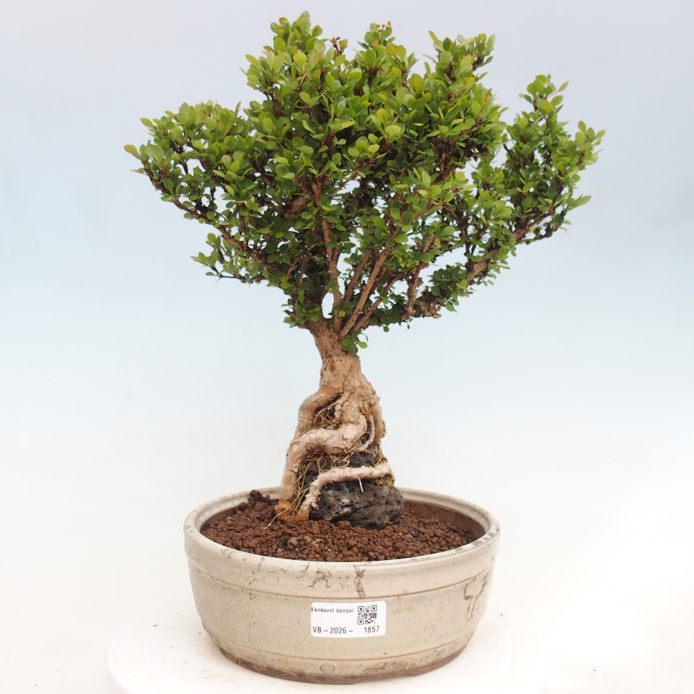 Bonsai da esterno - Berberis coreana