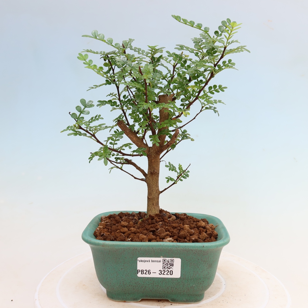 Camera bonsai - Zantoxylum piperitum - albero del pepe