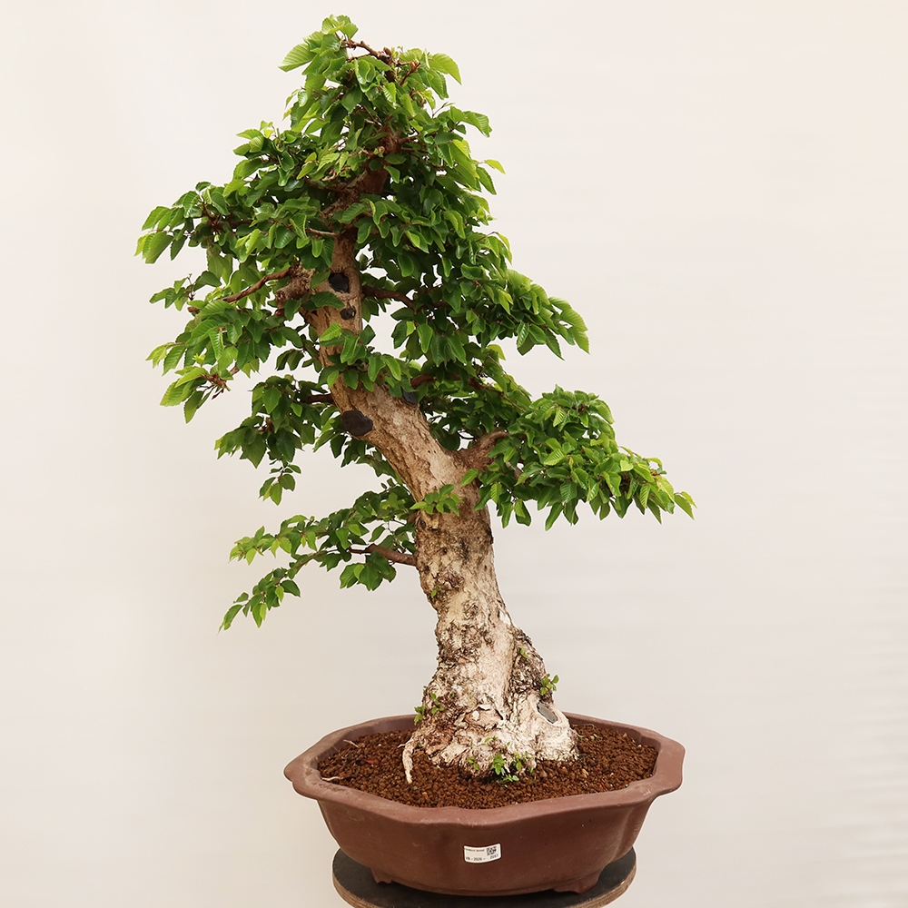Bonsai da esterno -Carpinus Coreana - Carpino coreano