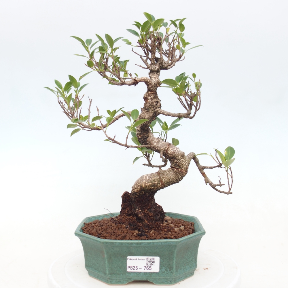 Camera bonsai - Ficus retusa - ficus a foglie piccole
