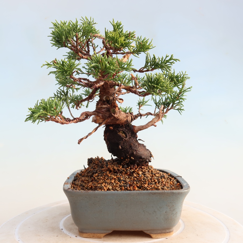 Bonsai da esterno - Juniperus chinensis Itoigawa
