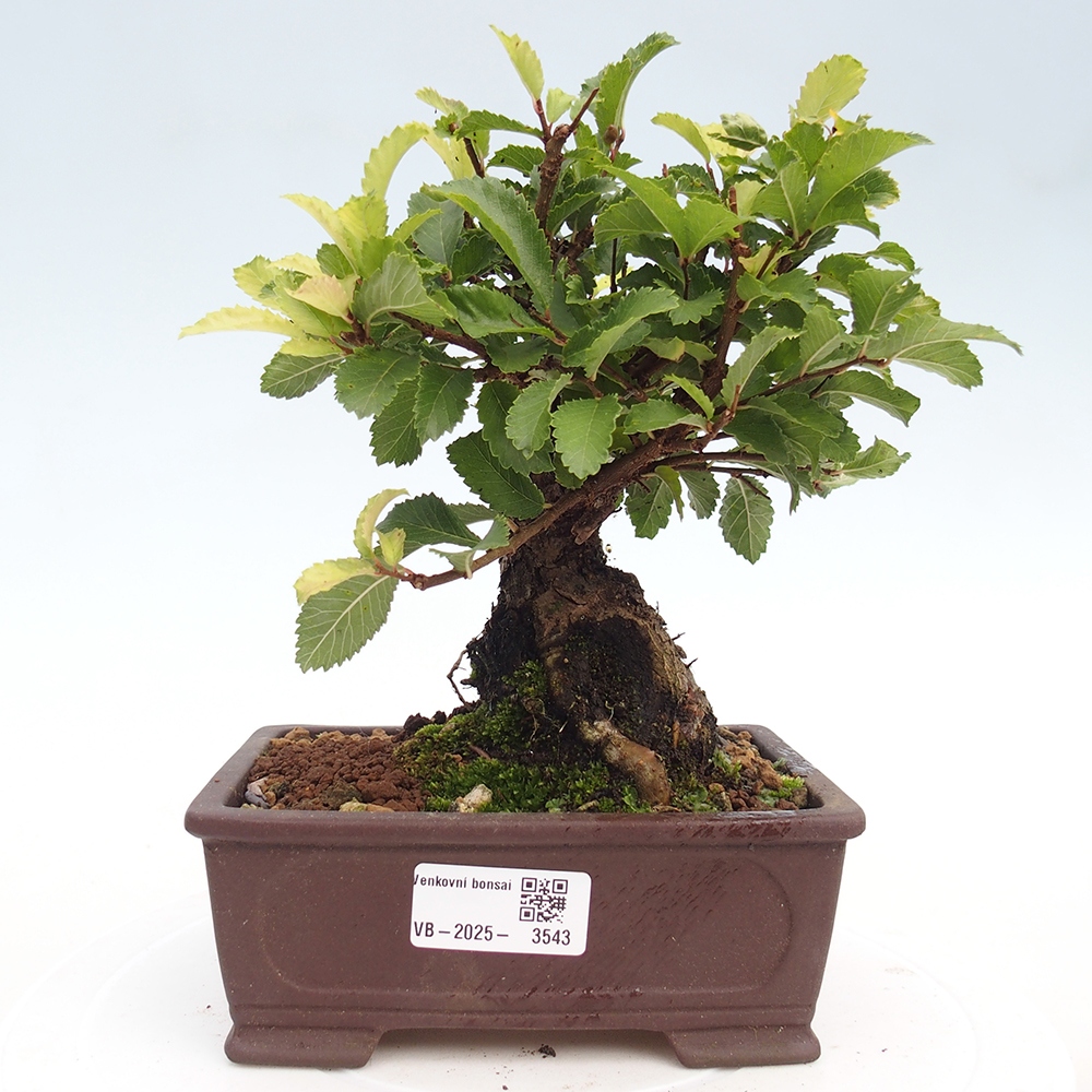 Bonsai da esterno - Zelkova - Zelkova NIRE