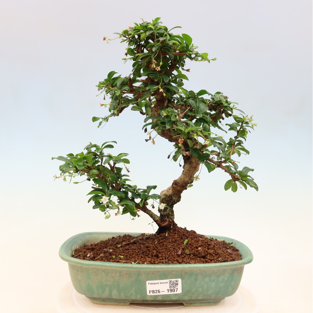 Camera bonsai - Carmona macrophylla - Tea fuki