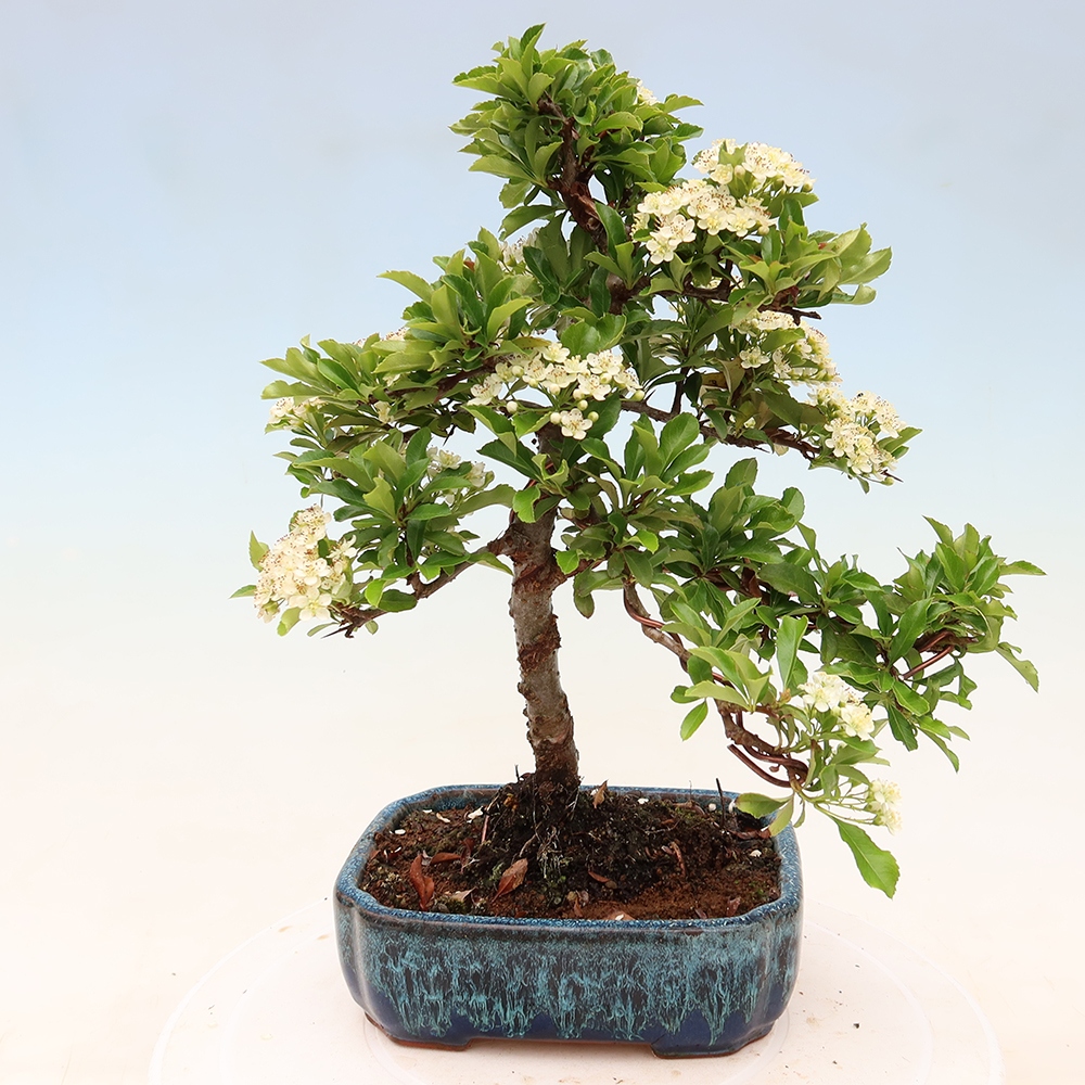 Bonsai da esterno - Pyracantha teton - Pyracantha scarlatta
