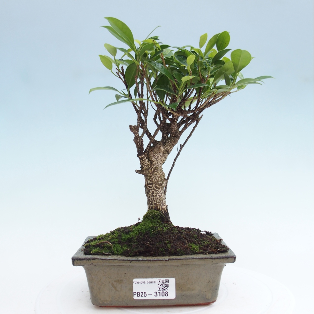 Camera bonsai - Ficus retusa - ficus a foglie piccole
